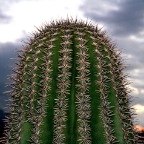 cactus.jpg